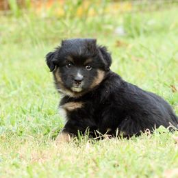 Seger - Black tri male Miniature Australian Shepherd puppy in Fort Smith, Arkansas from Rye Hill Aussies