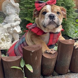 Remi - Red female Bulldog puppy in Marysville, Washington from English Bulldogs WA