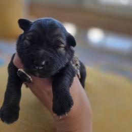 Star - Black female Keeshond puppy in Logan, Ohio from Hocking Hills Keeshonds