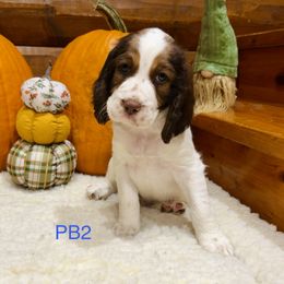 PB2 - Red and white male English Springer Spaniel puppy in Britton, South Dakota from K&S Canines
