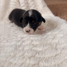 Female 5 - Black and tan female Pembroke Welsh Corgi puppy in La Porte City, Iowa from Cedar River Corgis