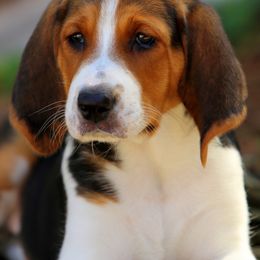American Foxhound and American Staffordshire Terrier Puppies from Whitlow Kennel