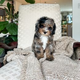 Cockapoo Puppies from Cockapoo Puppies and Co.