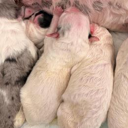 Dolly - Blue merle and white female Sheepadoodle puppy in Vernonia, Oregon from Life Unleashed Farm