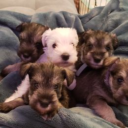 Miniature Schnauzer Puppies from LUXE'S PUPS