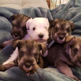 Miniature Schnauzer Puppies from LUXE'S PUPS
