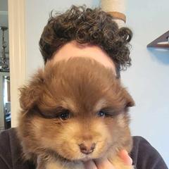 Finnish Lapphund Puppies from Tulikettu Kennel