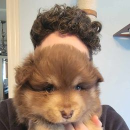 Finnish Lapphund Puppies from Tulikettu Kennel