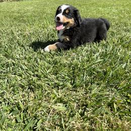Bernese Mountain Dog Puppies from Purple Sage Puppies Bernese Mountain Dogs