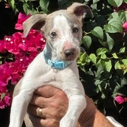 Valentino - White and fawn male Whippet puppy in Katy, Texas from Texas Diamond Whippets