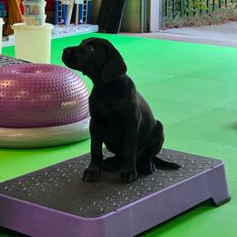 Labrador Retriever Puppies from Knotty Creek Labradors