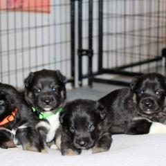 Lapponian Herder Puppies from Kuulas Kennels