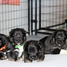 Lapponian Herder Puppies from Kuulas Kennels