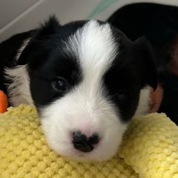 Lime green girl - Black and white female Border Collie puppy in Litchfield Park, Arizona from Dragonfly BC Puppies (Champion Lineage)