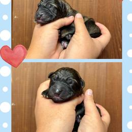 Drogon - Sable male German Shepherd puppy in Santa Cruz, California from Von Guadachi German Shepherds & Audacity Border Collies