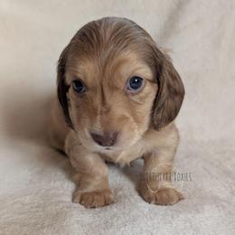 Boy 3 - Chocolate male Dachshund puppy in San Diego, California from Sweetheart Doxies LLC