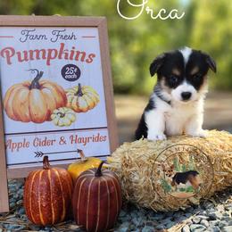 Orca - Black and white female American Corgi puppy in Cameron, North Carolina from Butts Family Corgis