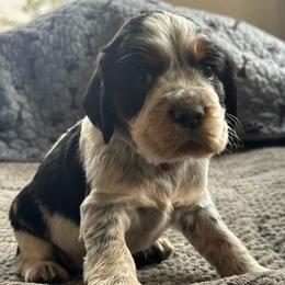 JJ - Black white and tan male English Springer Spaniel puppy in Coeur D'alene, Idaho from Springer Hollow