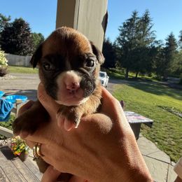 Nash - Fawn female Boxer puppy in Jamesville, New York from Reynolds Homestead Boxers