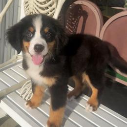Davey - Tri-color male Bernese Mountain Dog puppy in Yuciapa, California from AlltheDoodlez_