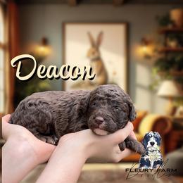 Deacon - Brown male Whoodle puppy in Knoxville, Tennessee from Fleury Farm Doodles TN