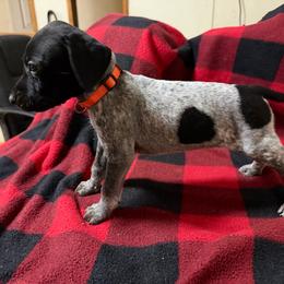 Orange - Black roan male German Shorthaired Pointer puppy in Jackson, Georgia from Rosengrace Gsps (formerly Tiner GSP’s)