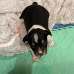 Lorena - Black white and tan female Rat Terrier puppy in Savoy, Texas from Rockin EZ Rat Terriers