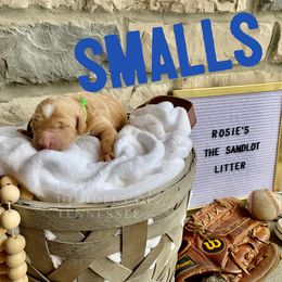 Goldendoodle Puppies from Dapper Doodles of Tennessee