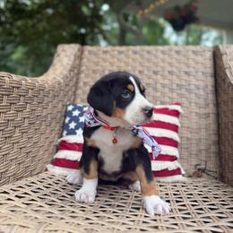 Cordelia - Black, white and red female Greater Swiss Mountain Dog puppy in Chester, Illinois from Hilltop Swissys