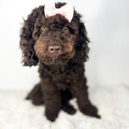 Zola - Australian Labradoodle