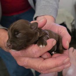 Boy 1 - Liver male Yorkshire Terrier puppy in Bucyrus, Ohio from Dyer's Beauties