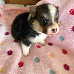 Sold female - Black and tan female Pembroke Welsh Corgi puppy in Jenkinsburg, Georgia from Red Elephant Farms