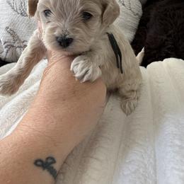 Pecan - Apricot male Maltipoo puppy in Fredericktown, Missouri from Doodle Pups Fur-Ever