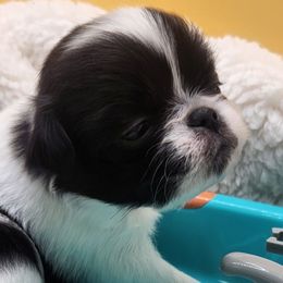Girl 4 - Black and white female Japanese Chin puppy in Vernon, Connecticut from Chin Babies