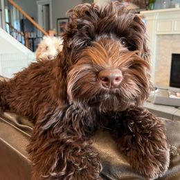 Gigi - Australian Labradoodle