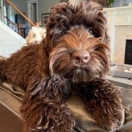 Gigi - Australian Labradoodle