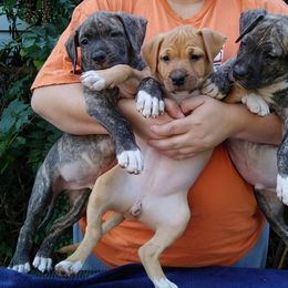 American Staffordshire Terrier Puppies from GrinNation Noble Am Staffs