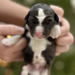 Boy 5 - male Bernedoodle puppy in Highland, Utah from Angel Pups Deluxe
