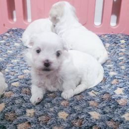 Zero - White male Maltese puppy in Belleville, Michigan from Michigan Maltese Puppies