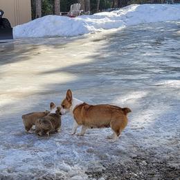 Pembroke Welsh Corgi Puppies from North Star Pembroke Welsh Corgi's