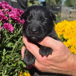 Sally - Mahogany female Belgian Malinois puppy in Paris, Kentucky from Z Domu Niedzwiedzia Malinois