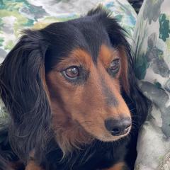 Rocco - Dachshund