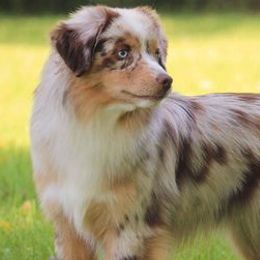Miniature American Shepherds from Wyndemere Miniature American Shepherds