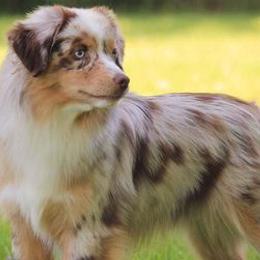 Miniature American Shepherds from Wyndemere Miniature American Shepherds
