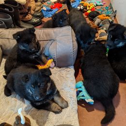 German Shepherd Puppies from Valley Shepherds LLC
