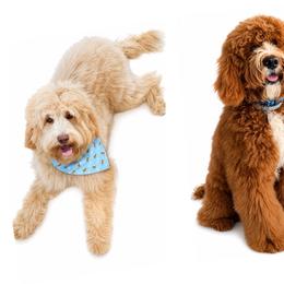Boy 3 - Red male Australian Labradoodle puppy in Florence, New Jersey from Royal Manor Labradoodles