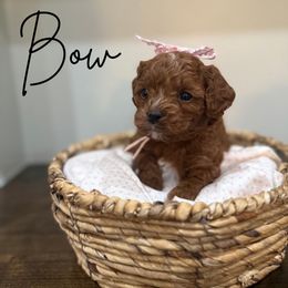 Bow - Red female Cavapoo puppy in Spanish Fork, Utah from Poseydoodle