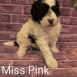 Miss Pink - Parti female Goldendoodle puppy in Lebanon, Pennsylvania from Robertson's Retrievers and Doodles