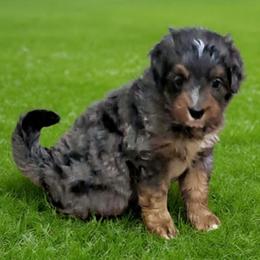 Amelia - Blue merle female Bernedoodle puppy in Lafayette, Alabama from Williams Lake Kennels