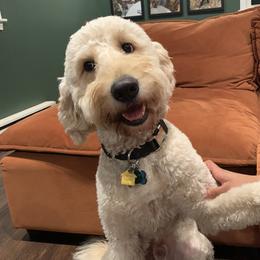 Benji - Goldendoodle